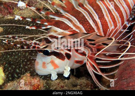 Close-up of a Spotfin Lionfish (Pterois Antennata). Anilao, Philippines Stock Photo