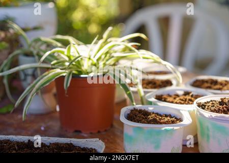Yogurt Tubs Reused As Seedling Starter Pots. Stock Photo