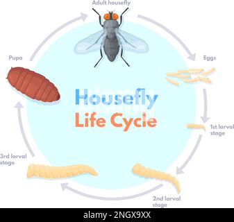 Science Housefly Life Cycle illustration Stock Vector Image & Art - Alamy