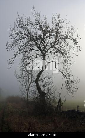 On a cool and misty morning a lone leafless tree in silhouetted against the weak winters sun alongside a foot path towards Flagg in Derbyshire Stock Photo