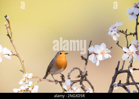 The European robin (Erithacus rubecula) on a beautiful blossoming branch. Stock Photo