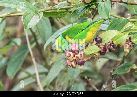 golden-browed chlorophonia, Chlorophonia callophrys, single adult male feeding on berries, Savegre, Costa Rica Stock Photo