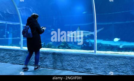 Girl observe and take photo fish in the oceanarium. Stock Photo