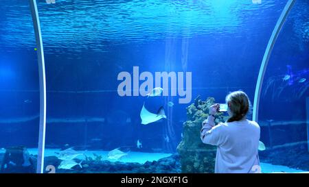 Girl observe and take photo fish in the oceanarium. Stock Photo