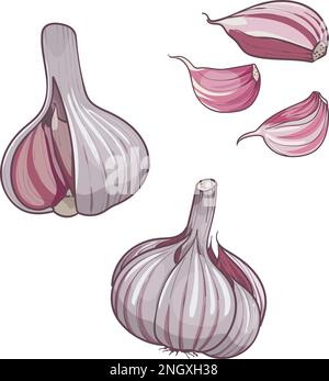 Hand drawn vector illustration garlic . Set head and clove of garlic. isolated on white background. Colorful sketch of food Stock Vector