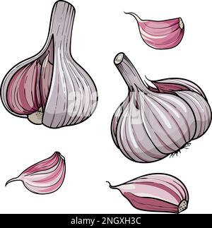 Hand drawn vector illustration garlic . Set head and clove of garlic. isolated on a white background Stock Vector