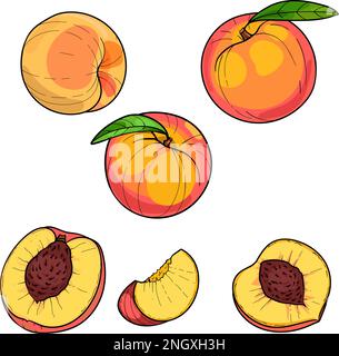 Peach, whole fruit and slices, hand drawn illustration Stock Vector