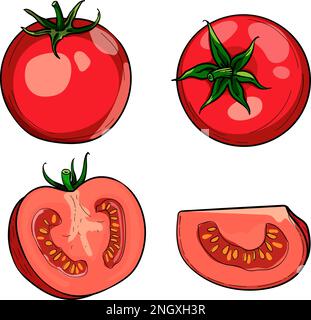 Hand-drawn colorful red tomato. A set of sketches with sliced tomatoes, a slice of tomato. The vector illustration is isolated on a white background. Stock Vector