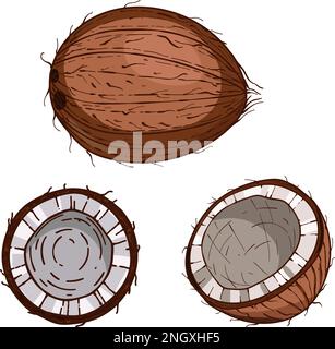Hand drawn Coconut. sketch vector tropical food illustration. Coconut palm fruit Stock Vector
