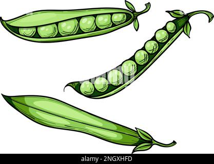 Creative Cartoon Drawing Green Vegetable Pea Pod Pea Grain Elements PNG  Images | PSD Free Download - Pikbest