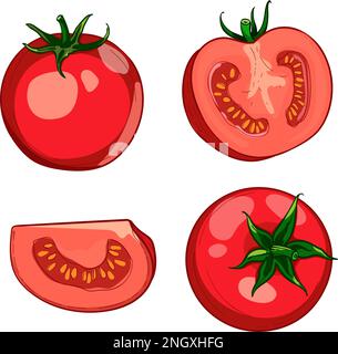 Hand-drawn colorful red tomato. A set of sketches with sliced tomatoes, a slice of tomato . The vector illustration is isolated on a white background. Stock Vector
