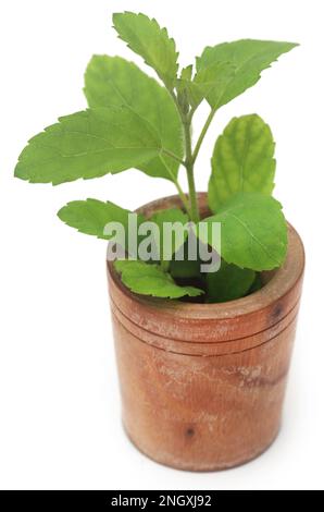 Medicinal tulsi leaves over white background Stock Photo