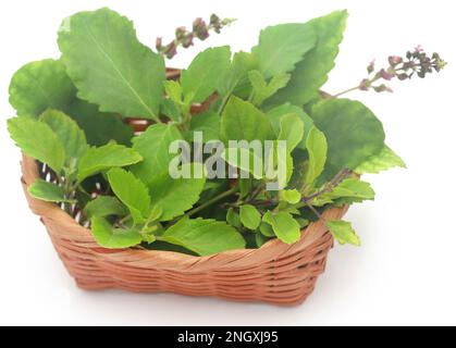 Medicinal tulsi leaves over white background Stock Photo