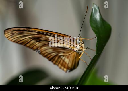 Orange Julia Butterfly. Dryas iulia, Stock Photo