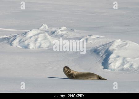 Antarctica, Amundsen Sea, Siple Island. Sea ice with Mount Siple ...