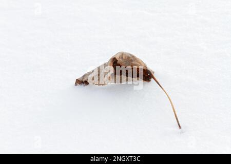 Dead leaf laying on the snow. Quebec,Canada Stock Photo