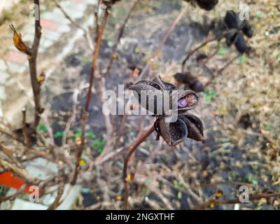 Paeonia suffruticosa seeds in stars. Peony flower tree seeds on the green  leaves background. Paeonia, semi-shrub symbol in Chinese culture. Seeds of  Stock Photo - Alamy