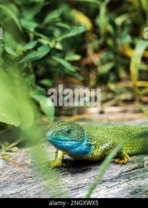 European green lizard Lacerta viridis emerging from the grass exposing ...