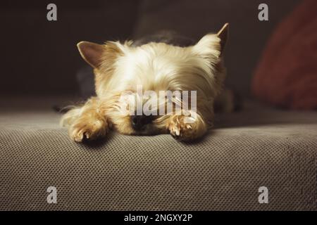 A small cute pretty purebred Yorkshire Terrier dog sleeping peacefully on a grey couch, in bed. Brown golden puppy, doggy, lapdog in a cozy home. Cani Stock Photo