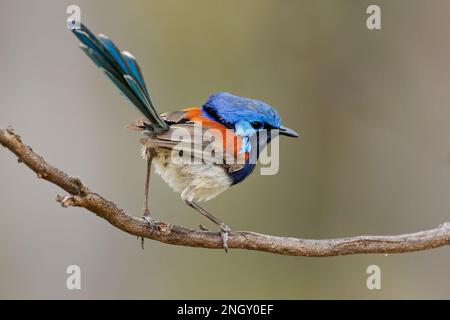 Blue-breasted Fairywren or Wren - Malurus pulcherrimus, non-migratory and endemic passerine bird in Maluridae, bright blue and brown orange bird with Stock Photo