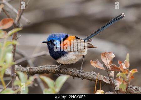 Blue-breasted Fairywren or Wren - Malurus pulcherrimus, non-migratory and endemic passerine bird in Maluridae, bright blue and brown orange bird with Stock Photo