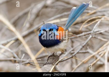 Blue-breasted Fairywren or Wren - Malurus pulcherrimus, non-migratory and endemic passerine bird in Maluridae, bright blue and brown orange bird with Stock Photo