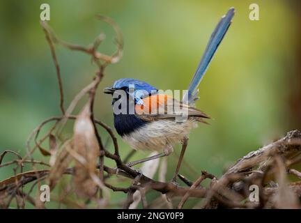 Blue-breasted Fairywren or Wren - Malurus pulcherrimus, non-migratory and endemic passerine bird in Maluridae, bright blue and brown orange bird with Stock Photo