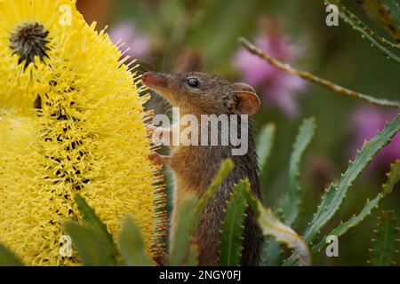 Honey Possum or noolbenger Tarsipes rostratus tiny marsupial feeds on the nectar and pollen of yellow bloom, important pollinator for Banksia attenuat Stock Photo