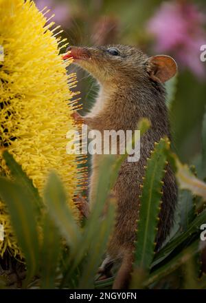 Honey Possum or noolbenger Tarsipes rostratus tiny marsupial feeds on the nectar and pollen of yellow bloom, important pollinator for Banksia attenuat Stock Photo