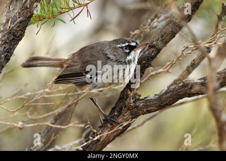 Spotted Scrubwren - Sericornis maculatus brown and white bird on the bush native to coastal southern Australia, formerly considered conspecific with W Stock Photo