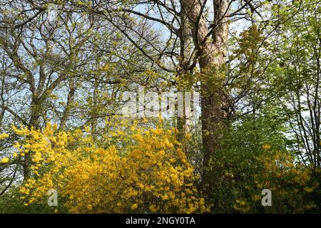 Copenhagen/Denmark 30 April 2018  View of Kastellet dansih caital . .       (Photo.Francis Joseph Dean / Deanpictures. Stock Photo