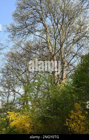 Copenhagen/Denmark 30 April 2018  View of Kastellet dansih caital . .       (Photo.Francis Joseph Dean / Deanpictures. Stock Photo