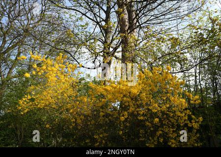 Copenhagen/Denmark 30 April 2018  View of Kastellet dansih caital . .       (Photo.Francis Joseph Dean / Deanpictures. Stock Photo