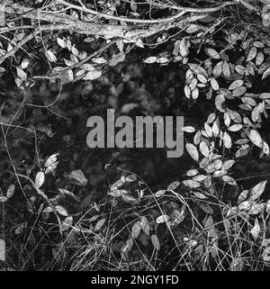 Monochrome photograph of leaves on a frozen pond in winter Stock Photo