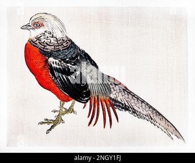 Japanese pheasant by Kōno Bairei (1844-1895). Digitally enhanced from our own original 1913 edition of Bairei Gakan. Stock Photo