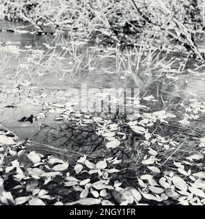 Monochrome photograph of leaves on a frozen pond in winter Stock Photo