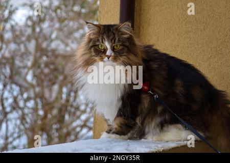 Alvin - Big Siberian cat with long hair at sunset on the snow Stock Photo