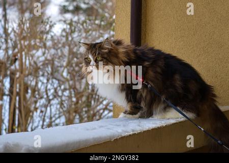 Alvin - Big Siberian cat with long hair at sunset on the snow Stock Photo