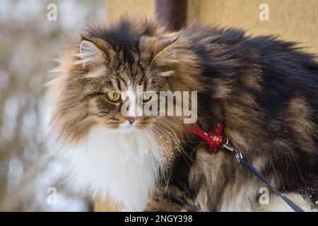 Alvin - Big Siberian cat with long hair at sunset on the snow Stock Photo