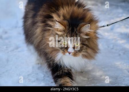 Alvin - Big Siberian cat with long hair at sunset on the snow Stock Photo