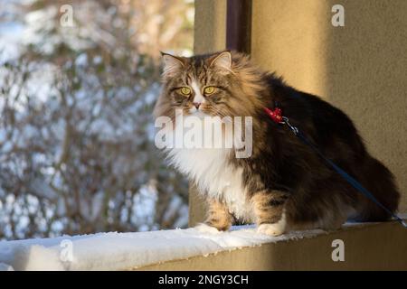 Alvin - Big Siberian cat with long hair at sunset on the snow Stock Photo