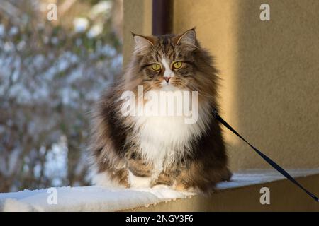 Alvin - Big Siberian cat with long hair at sunset on the snow Stock Photo