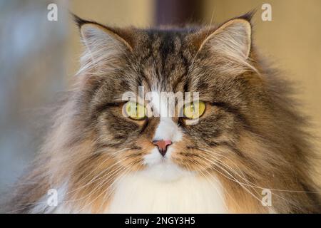 Alvin - Big Siberian cat with long hair at sunset on the snow Stock Photo