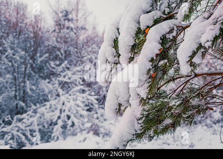 snow -capped pine branch with cones winter day Stock Photo