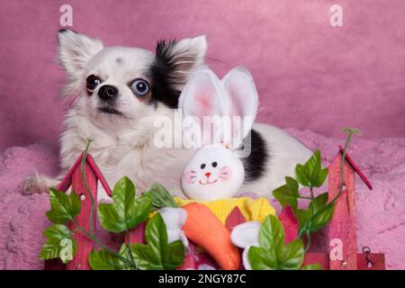 White long haired Chihuahua pink blanket with Easter decorations. Long hair Chihuahua on a cozy knitted blanket. Stock Photo