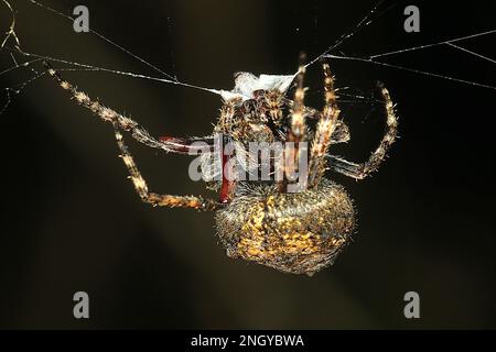Orbweb spiders (Socca pustulosa) Stock Photo