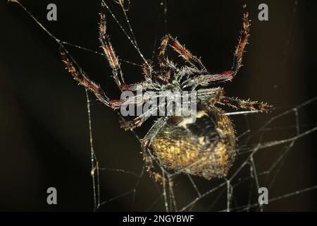 Orbweb spiders (Socca pustulosa) Stock Photo