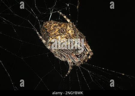 Orbweb spiders (Socca pustulosa) Stock Photo