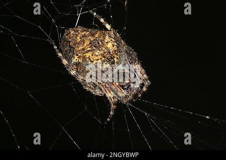 Orbweb spiders (Socca pustulosa) Stock Photo