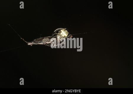 Orbweb spiders (Socca pustulosa) Stock Photo